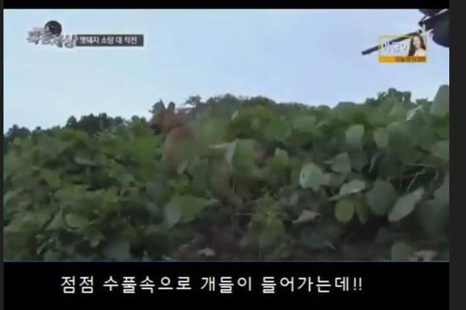 맷돼지 사냥꾼 레전드 ㅋㅋㅋㅋㅋㅋㅋㅋ | 인스티즈