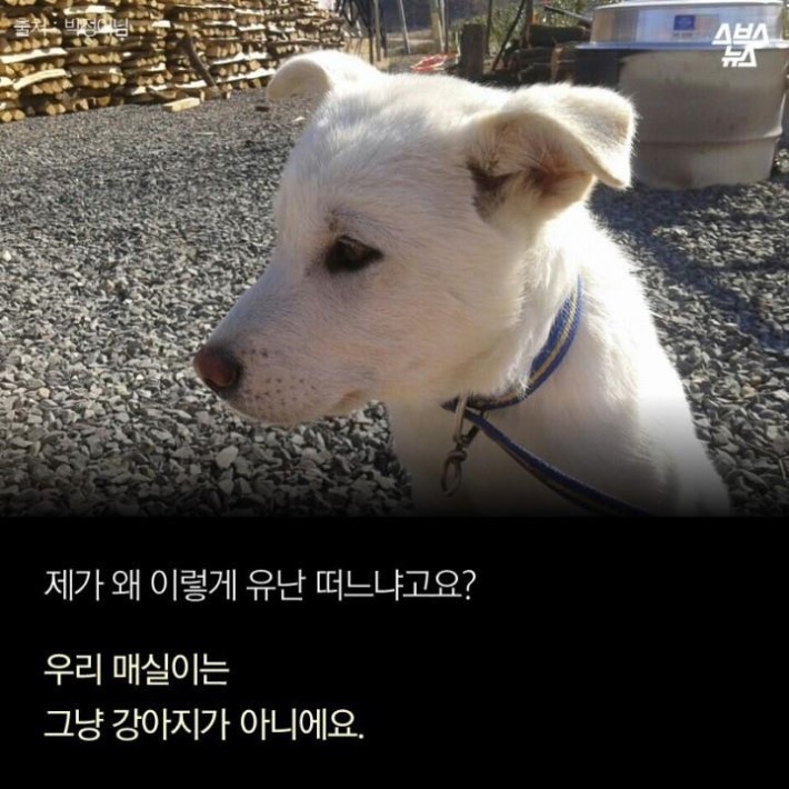 가족같은 강아지의 죽음 | 인스티즈