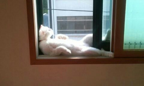 우리집 고양이 정말 뭐 있는게 아닐까.jpg | 인스티즈