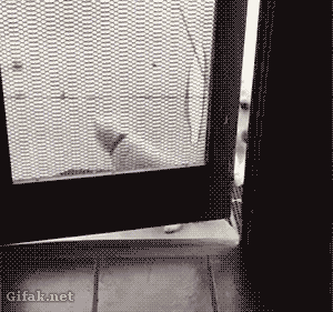 댕댕이의 우정.gif | 인스티즈
