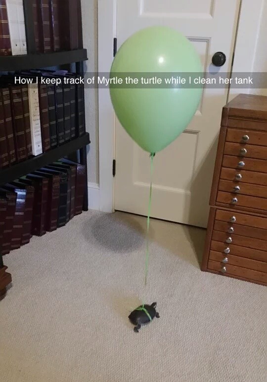 거북이 집 청소해주는 동안 거북이 잃어버리지 않는 방법.jpg | 인스티즈