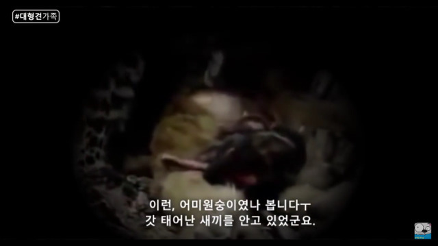 새끼가 있는줄 모르고 어미를 죽인 표범 (화질 안좋음) | 인스티즈
