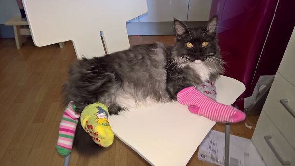 아이와 반려동물만 두고 집을 비우면 안되는 이유 | 인스티즈