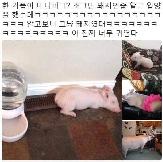 한 커플이 미니피그 인줄 알고 입양 했는데 | 인스티즈