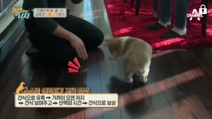 [개밥주는남자] 웰시코기 삼둥이 대중소 식탐고치기 (feat.갓형욱) | 인스티즈