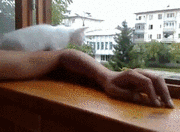 위험에 빠진 주인 구하는 고양이.gif | 인스티즈