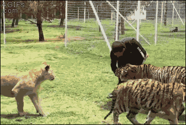 집사랑 노는 고양이들.gif | 인스티즈