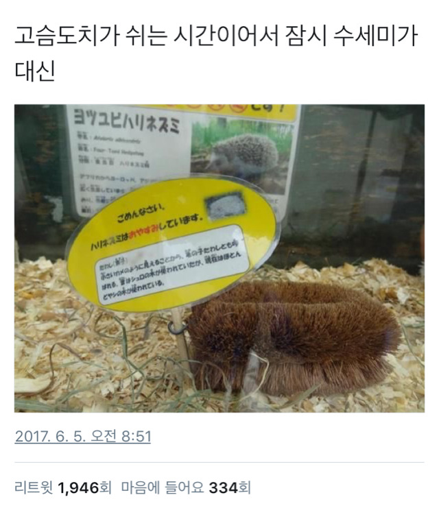 고슴도치가 쉬는 시간입니다! | 인스티즈