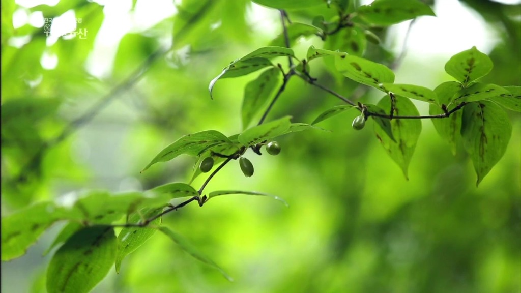 세계가 말하는 한의학과 동의보감 | 인스티즈