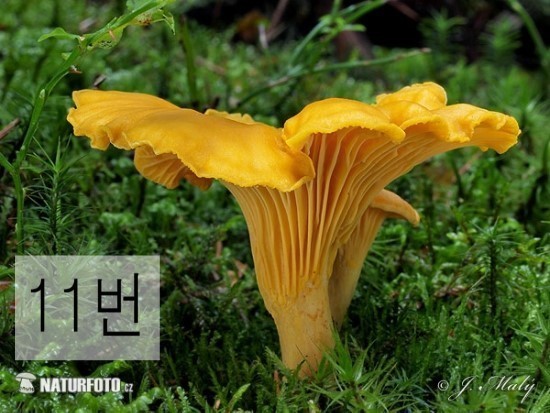 독버섯을 골라봅시다 | 인스티즈