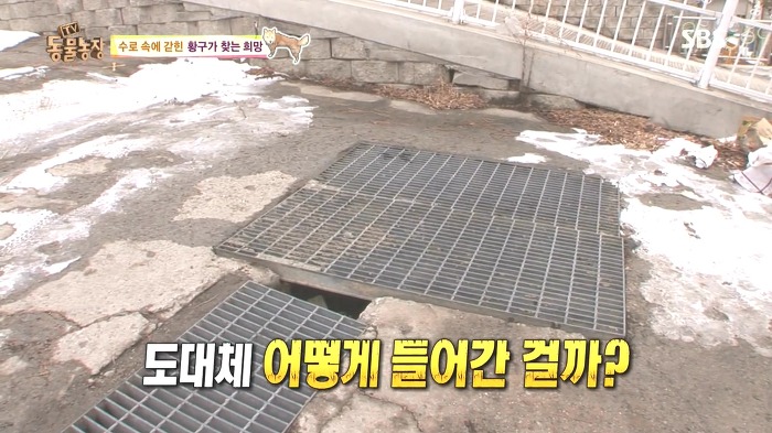[동물농장] 수로 속에 갇힌 황구가 찾는 희망.JPG (감동주의) | 인스티즈