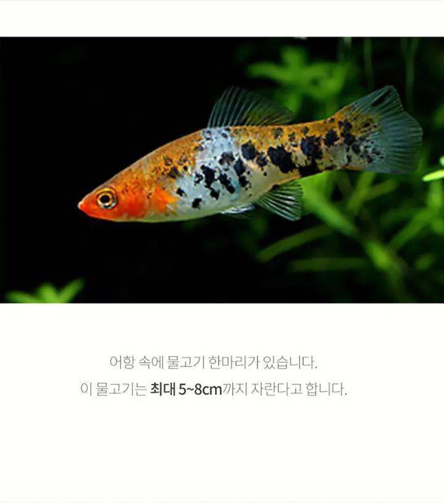 코이의 법칙 | 인스티즈