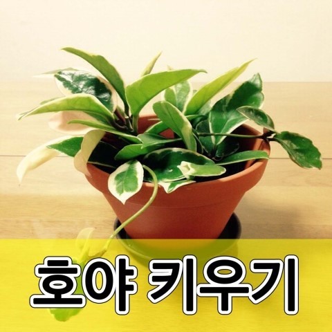 호야 이미지