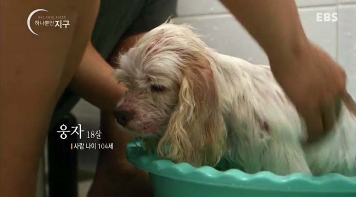  당신은 반려동물과 이별할 준비가 되었나요? | 인스티즈