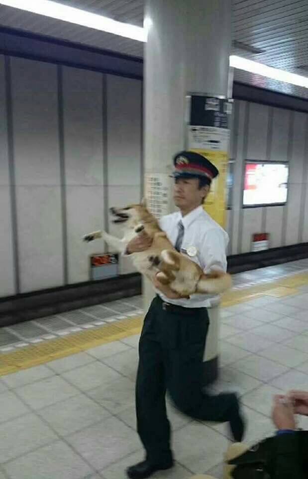 동물 차별하는 일본 지하철 ㅋㅋ | 인스티즈