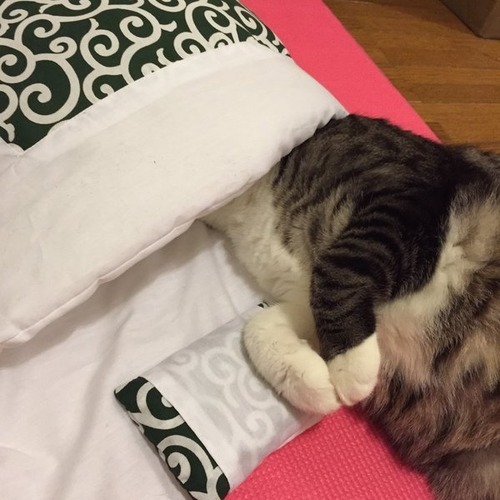 고양이 이불 이상과 현실.jpg | 인스티즈