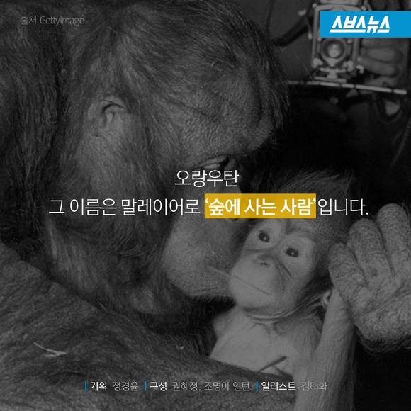 숲에 사는 사람들 | 인스티즈