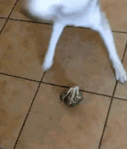 아니 이것이 뭐시당가????.gif | 인스티즈