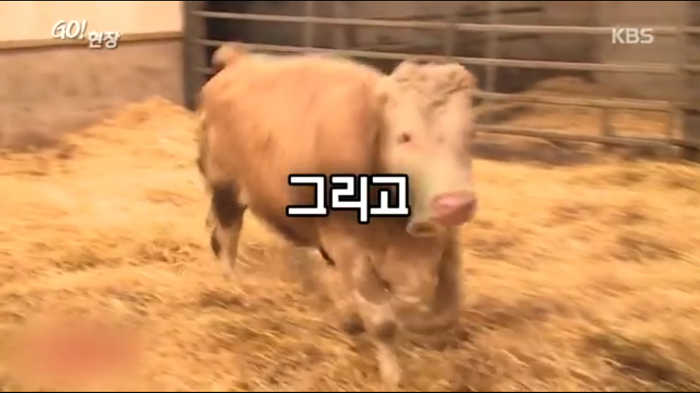고마움을 표현하는 소.jpg | 인스티즈