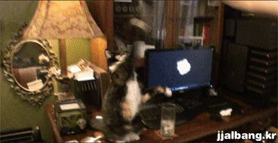 고양이.gif | 인스티즈