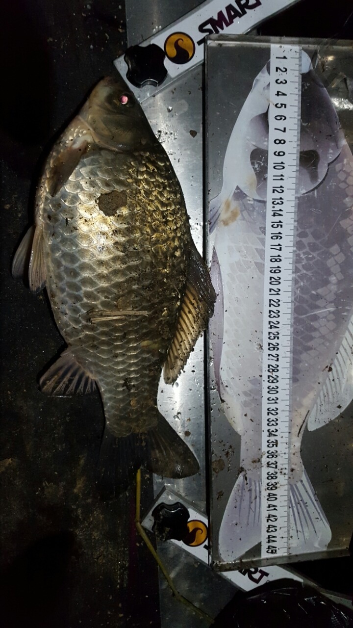 금마 이미지