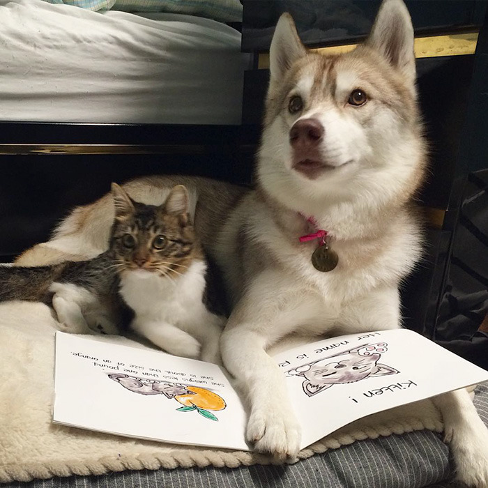 3마리의 허스키들과 친구가 된 냥이.jpg | 인스티즈