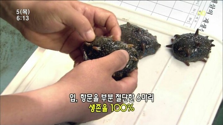 해삼의 미스테리.jpg | 인스티즈