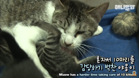 새끼고양이 열마리 키우는 엄마냥이 | 인스티즈