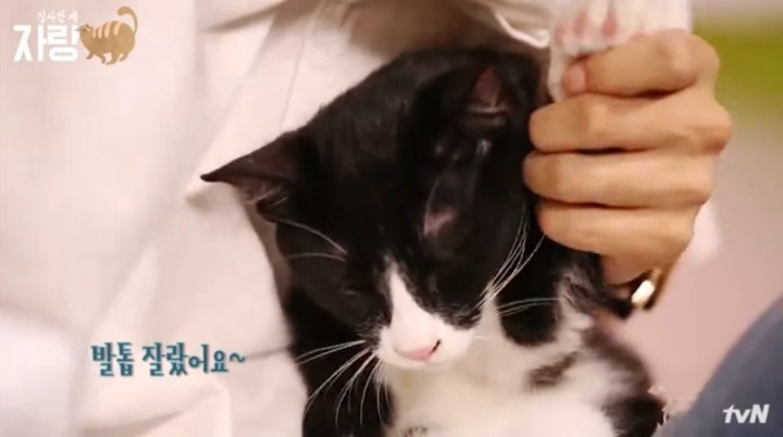 [집사인게자랑] 평화로운 고양이 발톱 자르기.jpg | 인스티즈