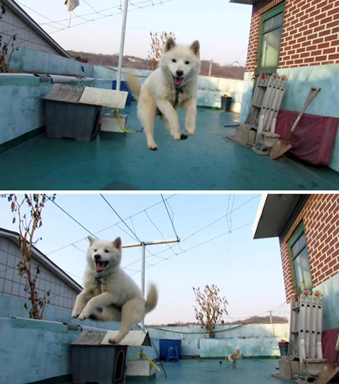 날아다니는 댕댕이.jpg | 인스티즈