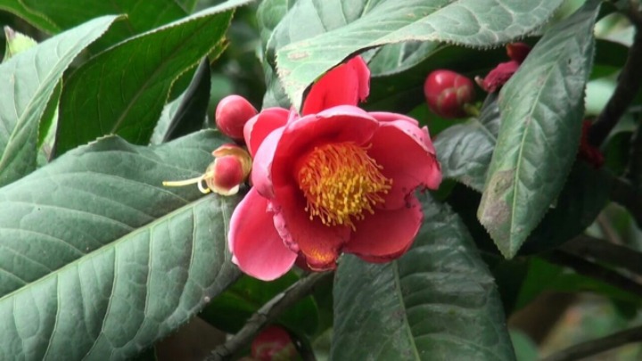 차화인 이미지
