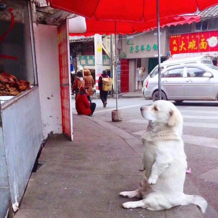 치킨이 먹고싶은 댕댕이 | 인스티즈