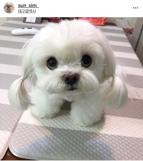 순심이 이미지