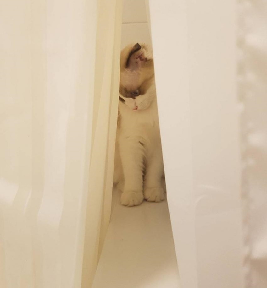 걸스데이 소진이 기르는 고양이 룽지(+밥이) | 인스티즈