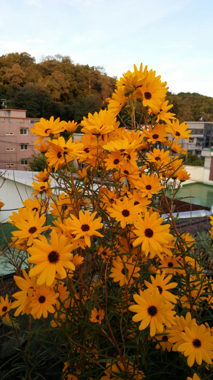 피라 이미지