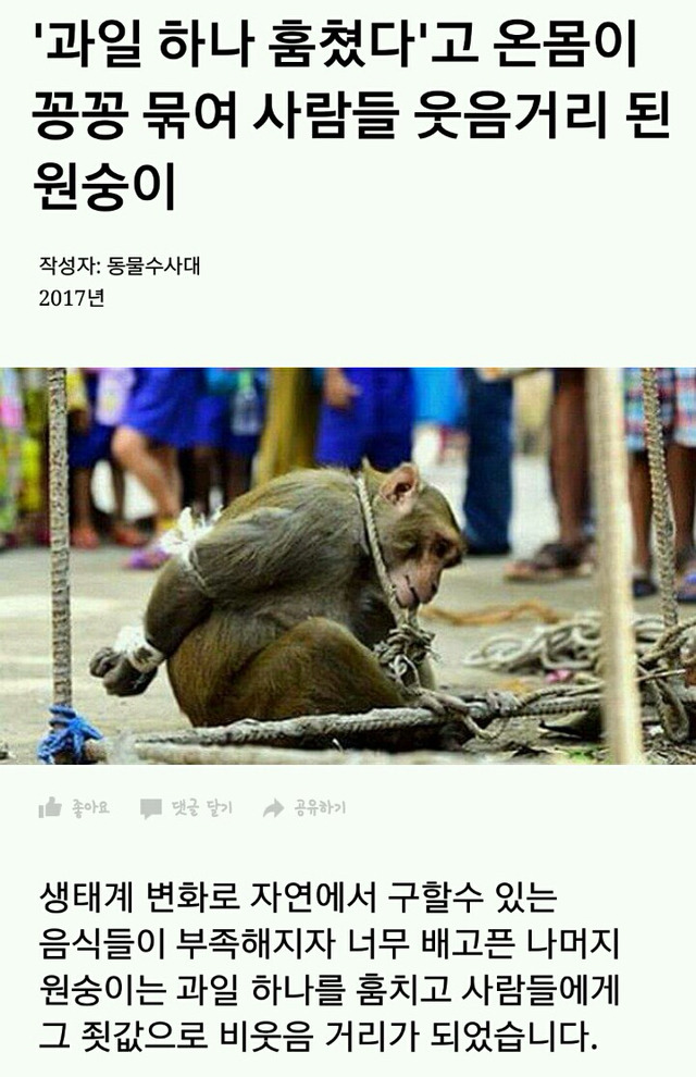 '과일 하나 훔쳤다'고 온몸이 꽁꽁 묶여 사람들 웃음거리 된 원숭이 | 인스티즈