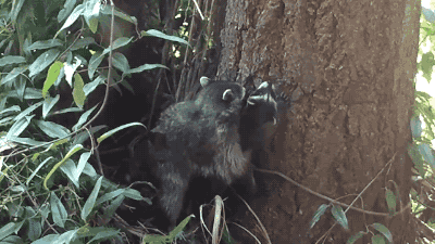 새끼에게 나무타는 법을 가르치는 라쿤.gif | 인스티즈