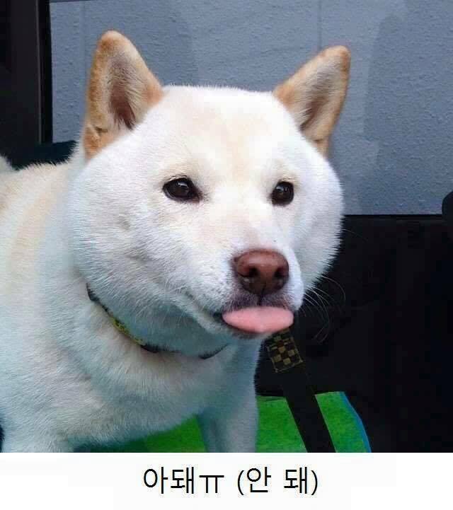 돗개야 너 이거 됑? | 인스티즈