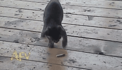 전생에 인간이었던 고양이들.gif | 인스티즈