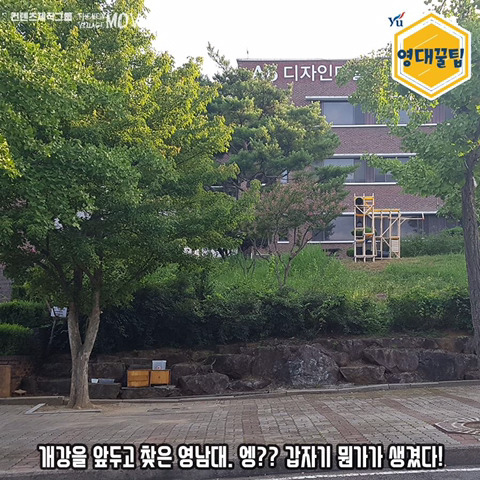 교내 길고양이들한테 밥 주지 말라는 학교 | 인스티즈