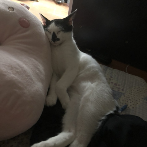 강아지 vs 고양이 | 인스티즈