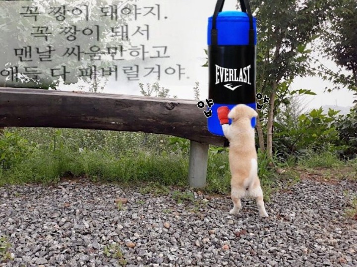 짱이 되기위해 훈련하는 짱절미.jpg | 인스티즈