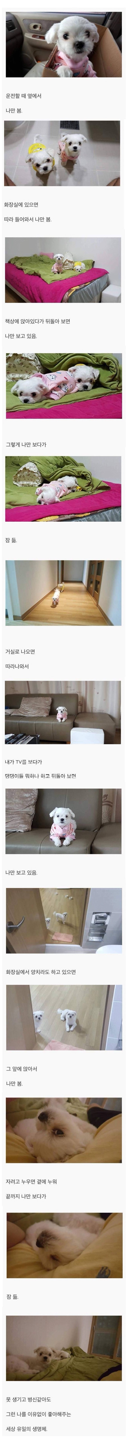 강아 주인을 좋아하는 이유 | 인스티즈