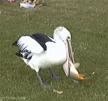 안 먹어 ㅅㅂ .gif | 인스티즈