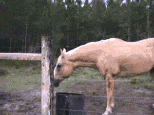 그가 숲속에서 전력질주 하는 이유.gif | 인스티즈