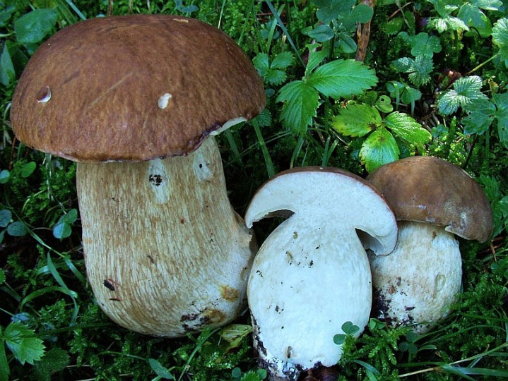 먹을수있는 귀여운 버섯칭구칭킈 모음 | 인스티즈