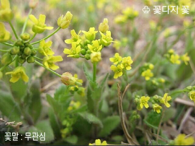 꽃다지 이미지