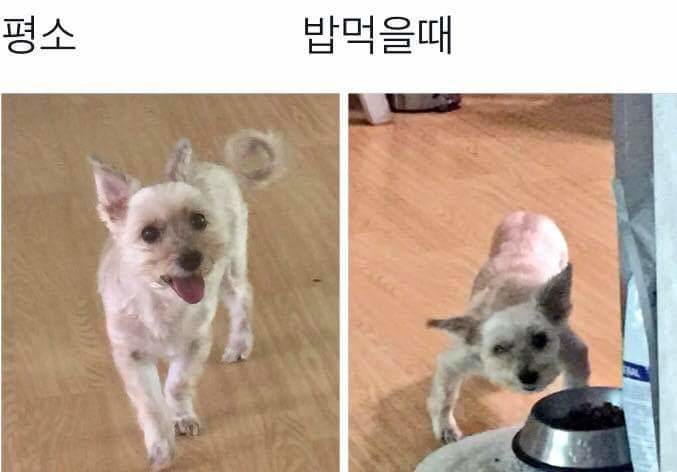 강아지 밥먹을때 건들면 안되는 이유 | 인스티즈