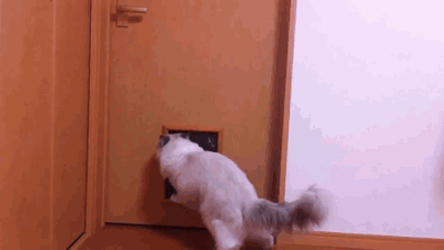 거봐 내가 돈낭비라고 했잖냥.gif | 인스티즈