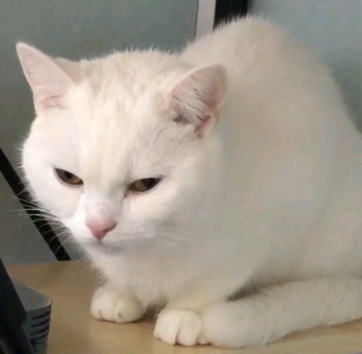 갓건배가 키우는 고양이 소금이 | 인스티즈